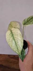 Monstera mint
