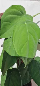 Syngonium Chiapense na opore