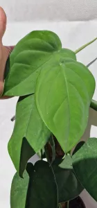 Syngonium Chiapense na opore