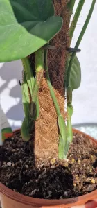 Syngonium Chiapense na opore