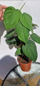Syngonium Chiapense na opore
