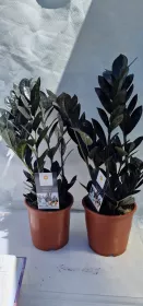Zamioculkas Black Raven